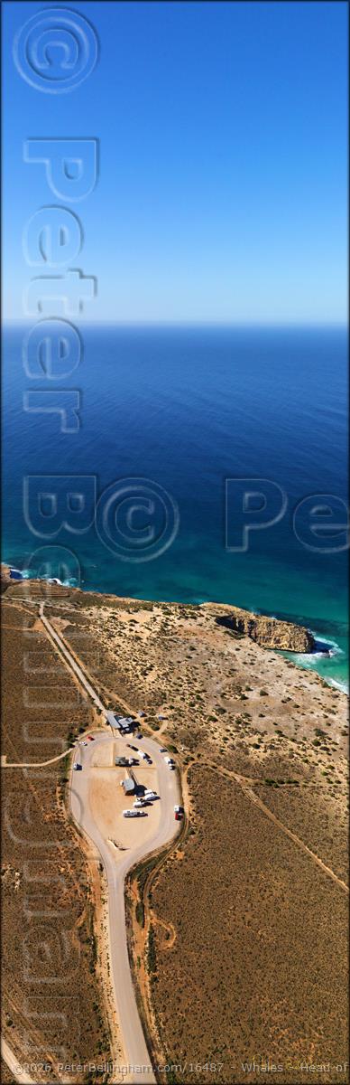 Peter Bellingham Photography Whales - Head of Bight - SA V (PBH3 00 28951)